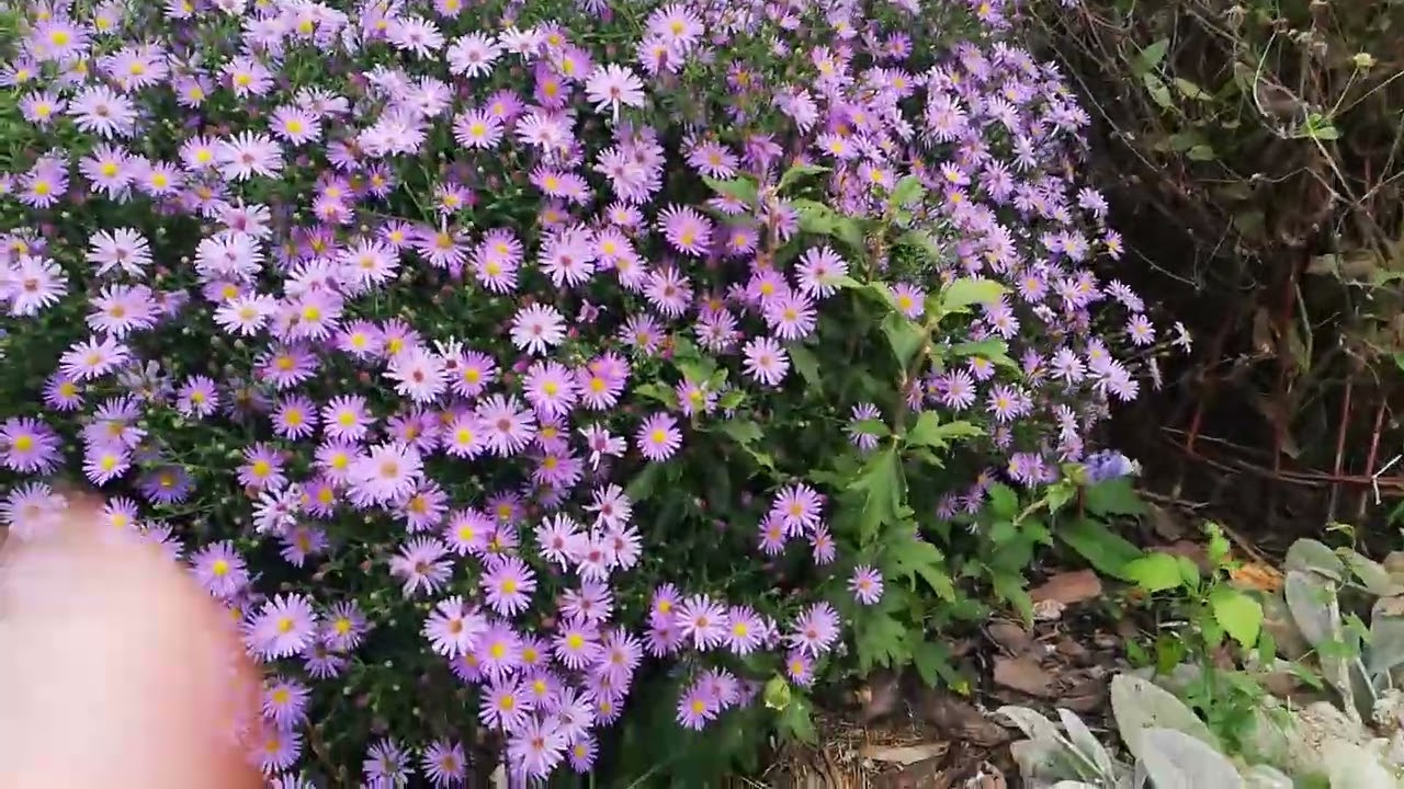 Az ősz kihagyhatatlan évelője: évelő őszirózsa (Symphyotrichum sp., Aster sp.)