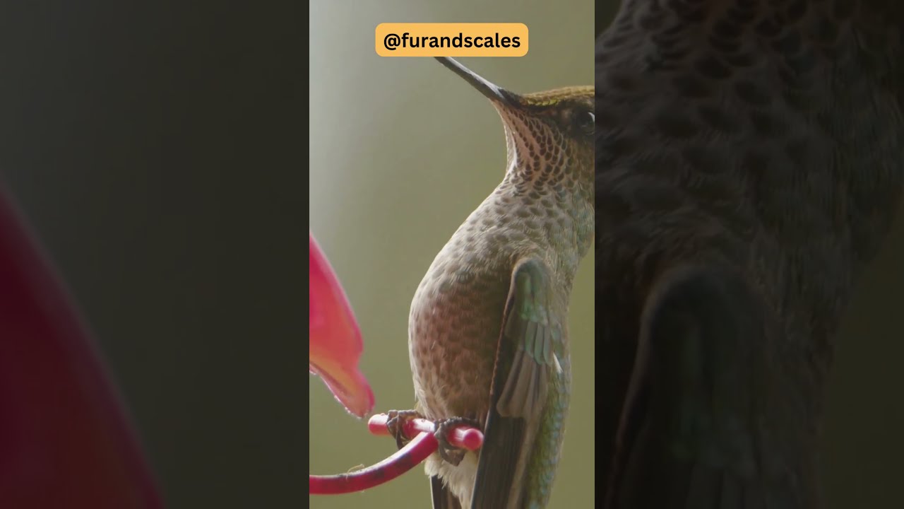 Hummingbirds Amazing Feeding Habits | Nectar Seekers