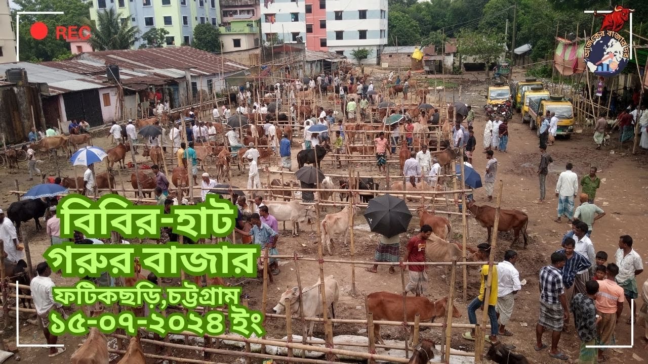 বিবির - হাট গরুর বাজার।।বিবির-হাট, ফটিকছড়ি, চট্টগ্রাম। ১৫/০৭/২০২৪ইং। Cow Market Chittagong।২০২৪