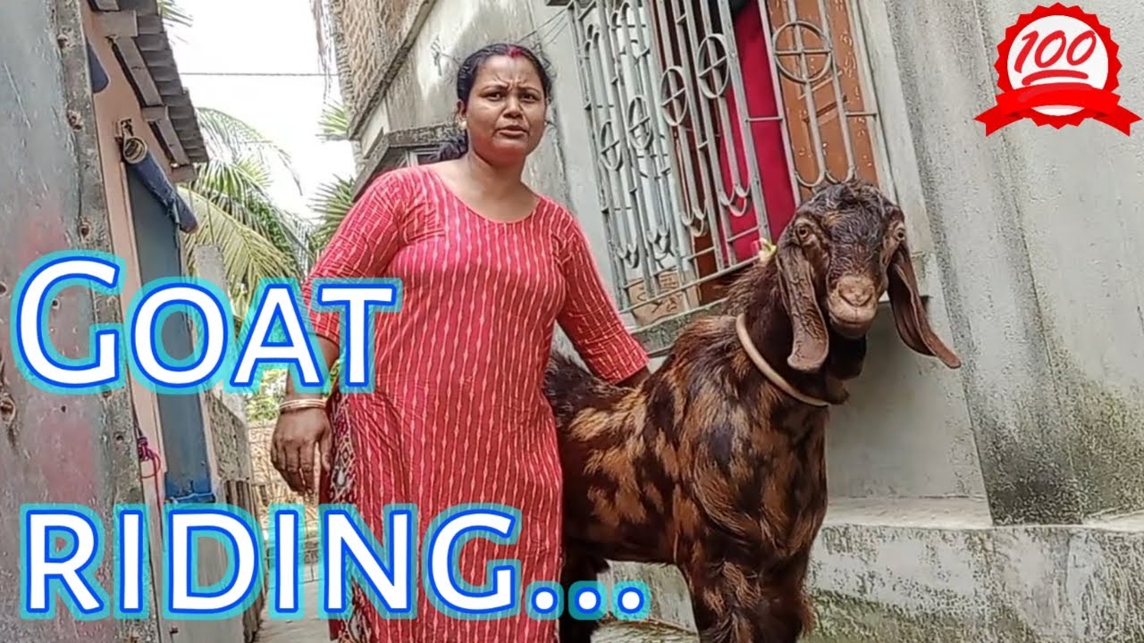 Goat riding video. ছাগলের পিঠে চড়ার ভিডিও।