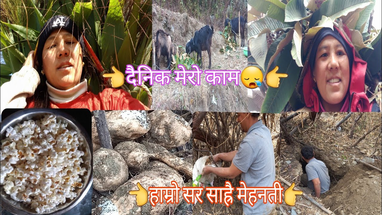 गाउँमा काम कहिल्यै नसकिने रैछ।😭 भगत सरको मेहनत। आजको खाजा मकै।🌽
