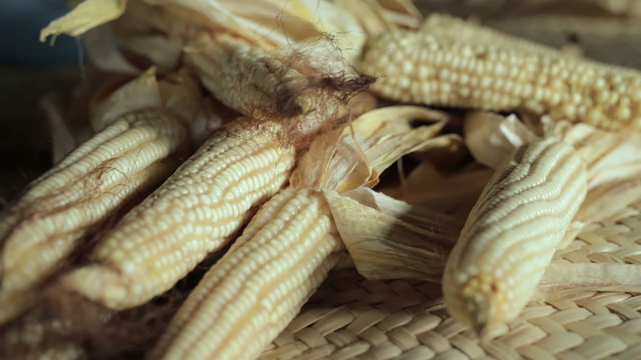 Quiet Morning of Gratitude | Maize Harvest in the Fields with My German Shepherd Dogs|Slow Living