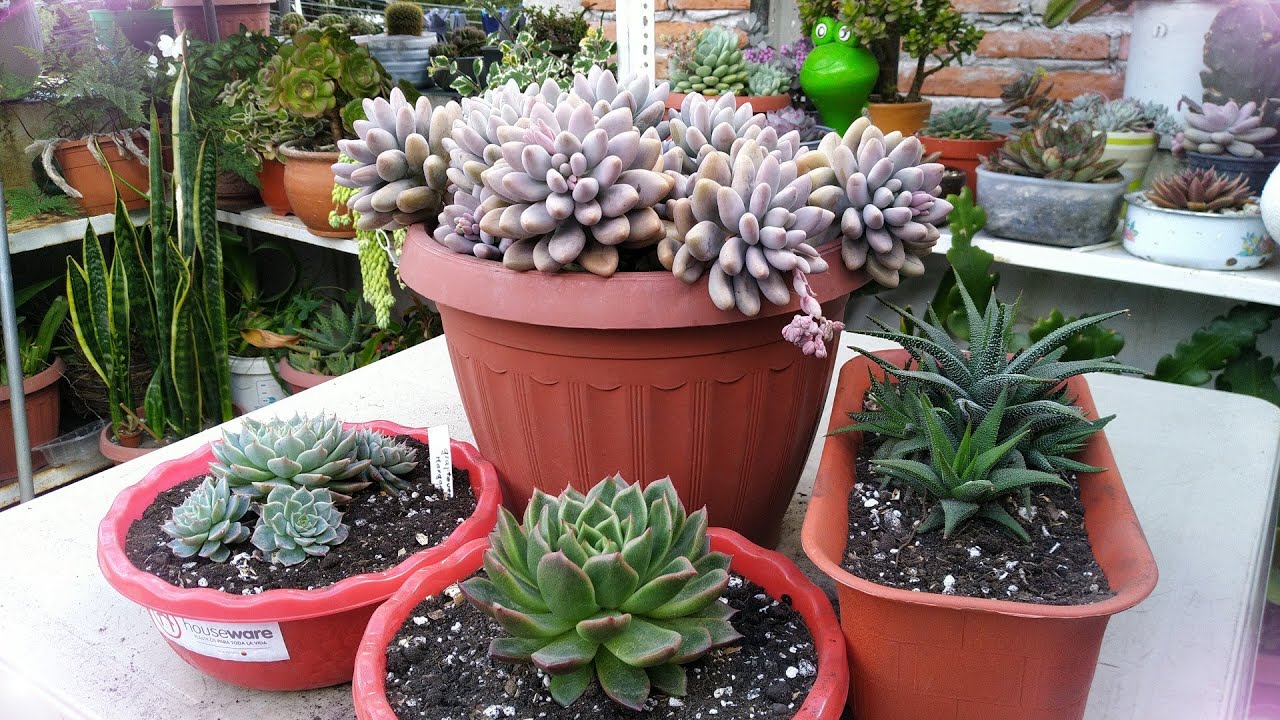 Trasplantando juntos suculentas y más 🌷🌸🇪🇨 #13