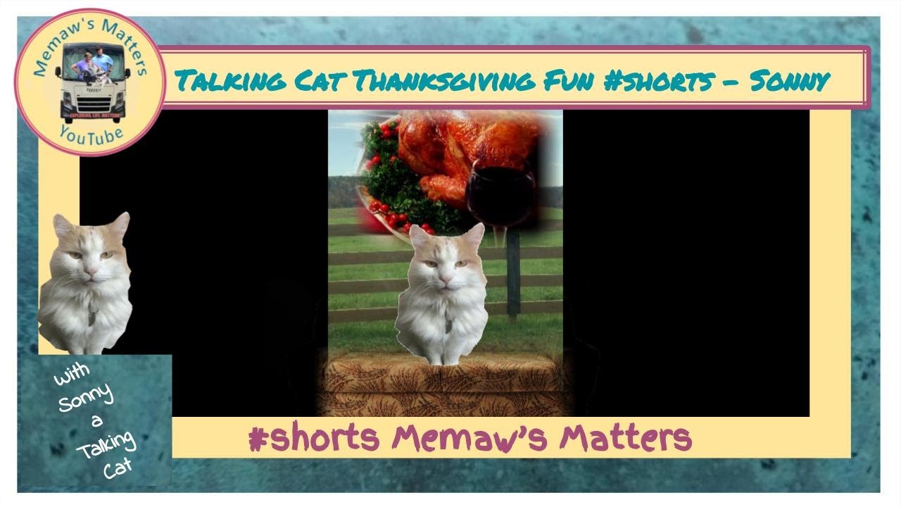 Talking Cat Thanksgiving Fun #shorts - Sonny