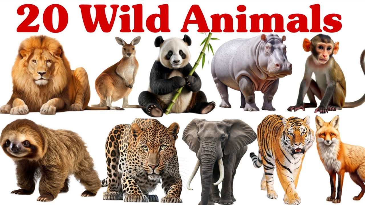 20 जंगली जानवरों के नाम सीखें बच्चों के लिए | Learn 20 Wild Animal Names for Kids with Pictures