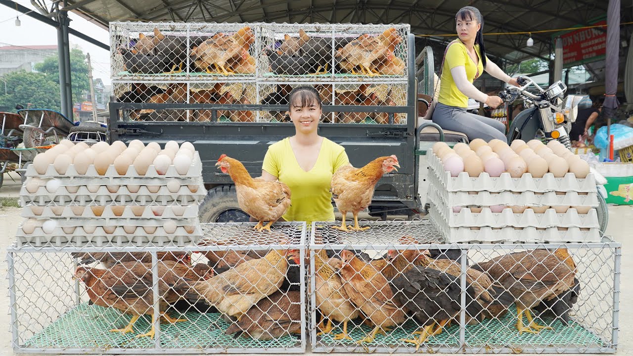 Harvesting 1000+ Chicken Eggs And Chickens In Chicken Farm Go To Market Sell - Farm Life