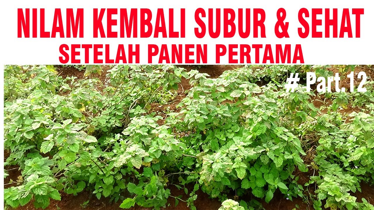 SEMANGAT LAGI‼️HABIS PANEN NILAM KEMBALI TUMBUH SUBUR & SEHAT   PART 12