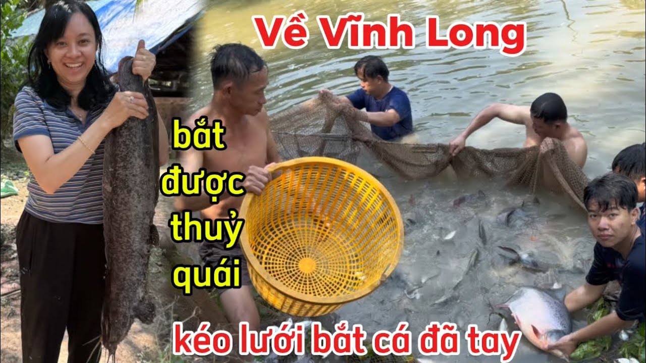 Về Mang Thít Vĩnh Long kéo lưới, bắt được cá trê khổng lồ,một ngày trải nghiệm đầy thú vị ở Miền Tây