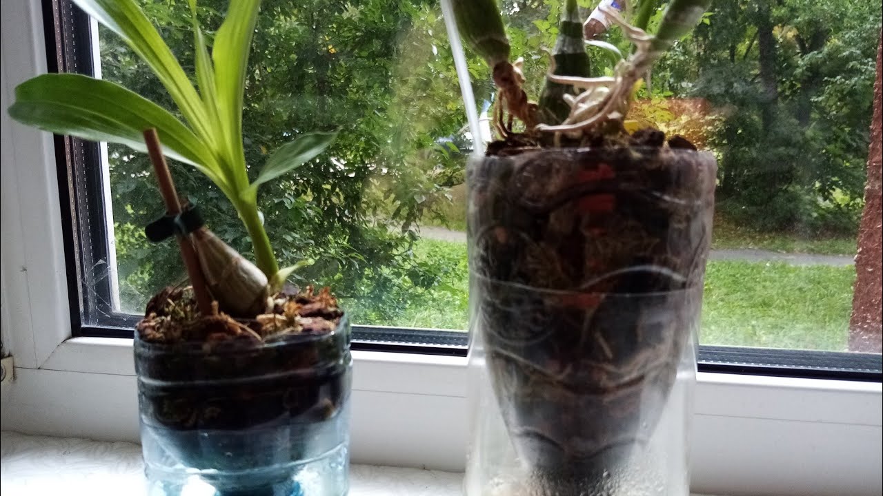 Кловесия. Попробовала новый способ выращивания. Рекомендую))  Clowesia. How to grow roots.