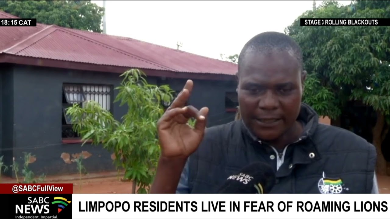 Limpopo residents live in fear of roaming lions