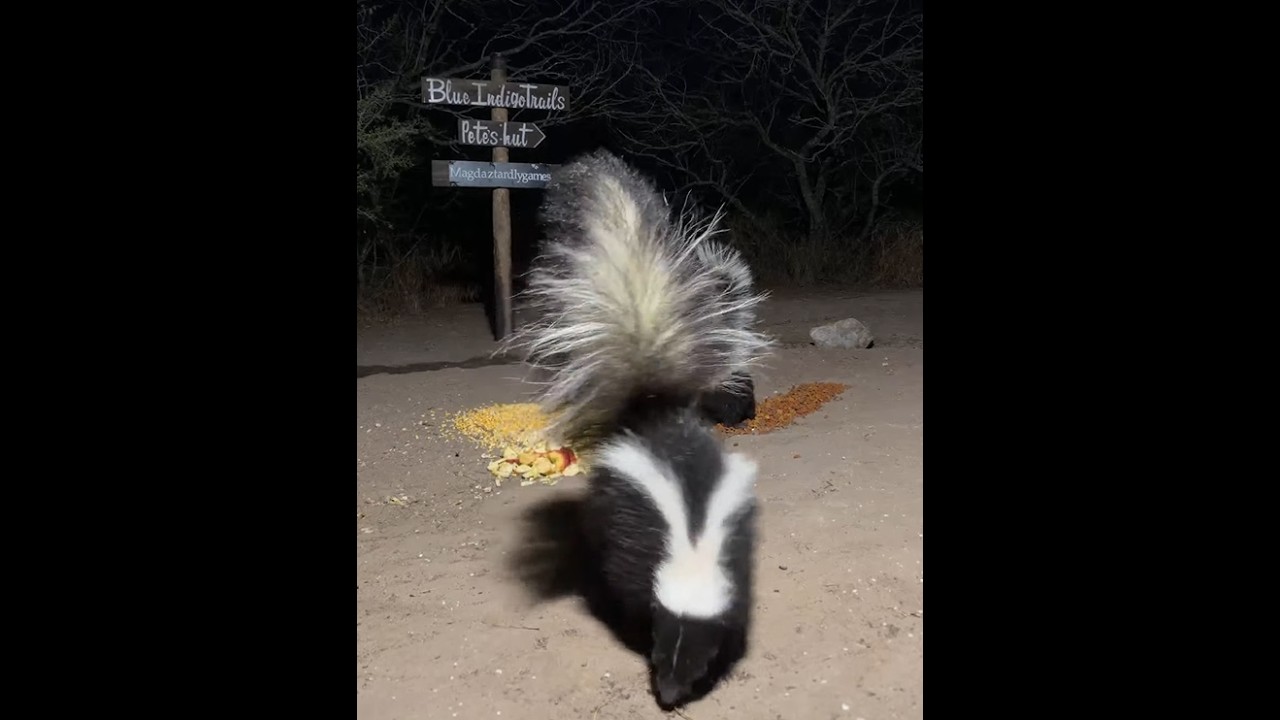 Into the Night: BlueIndigoTrails Critter Cam- LIVE