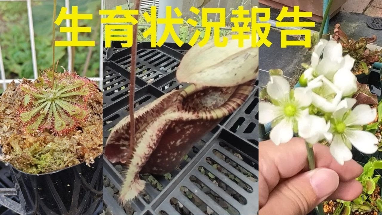 食虫植物たちにいろいろ変化があったのでお見せします