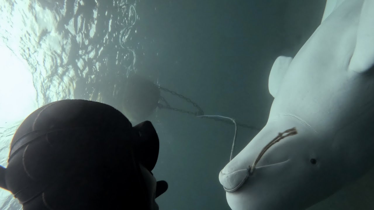 Freediving with Hvaldimir