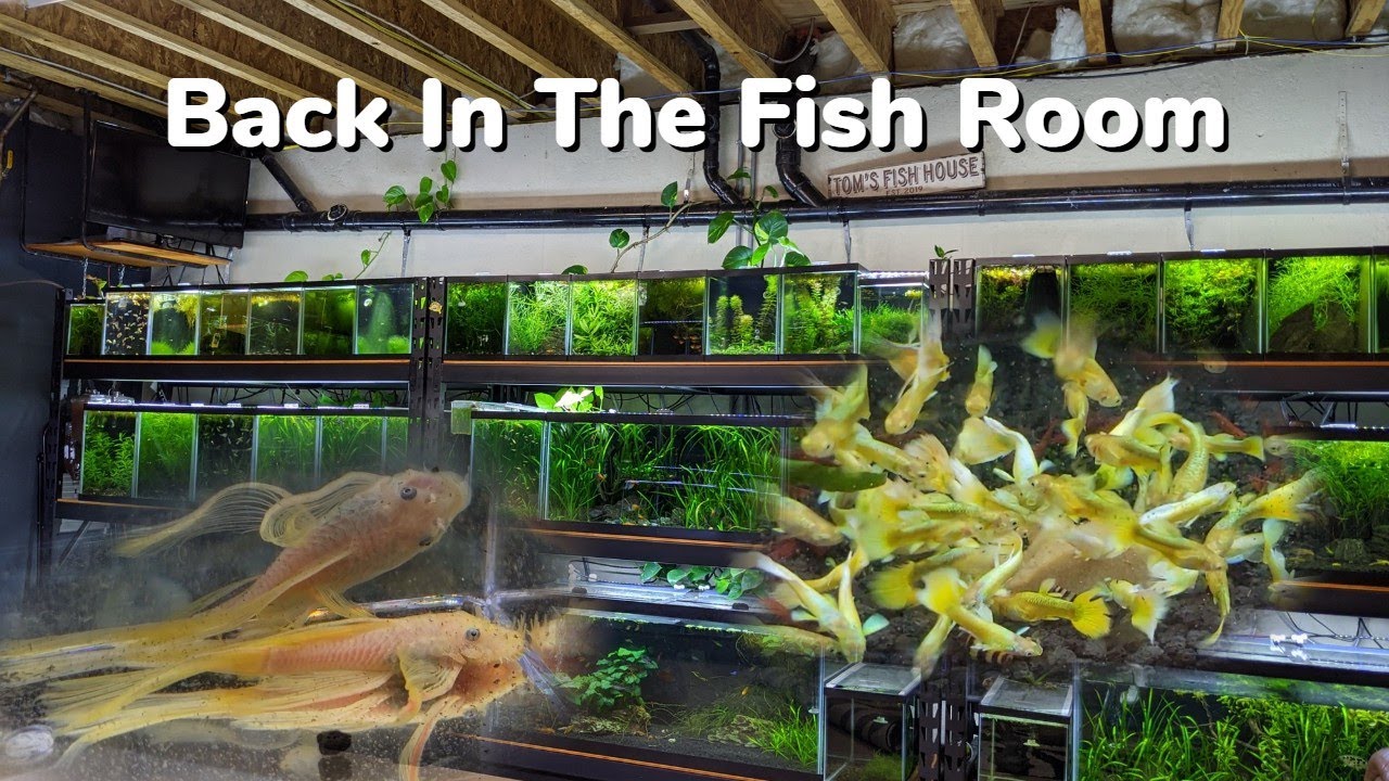 Longfin Blue Eye Plecos, 24k Gold Guppies, Fish Room Upgrade! Day In The Fish Room #36