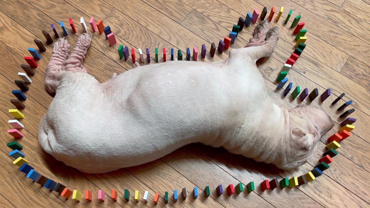 いったん寝るとウチの犬が全然動かなくなるからドミノ並べたら…。