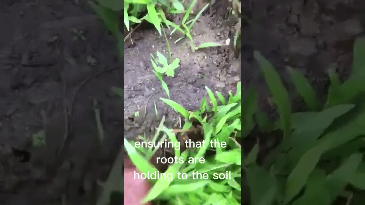 What your Savannah grass should look like 28 days after installation
