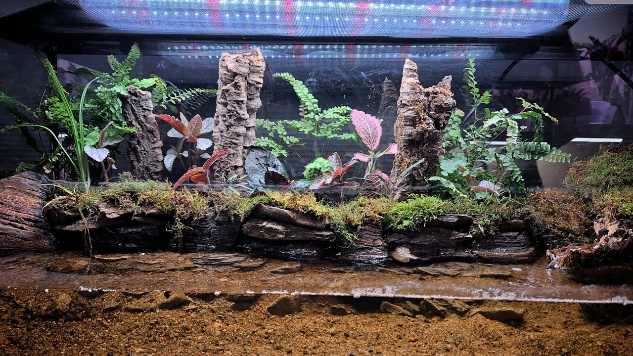 Low-Tech Forest Creek Terrarium