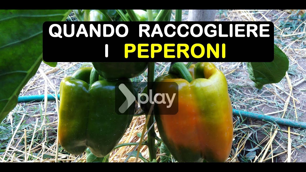 QUANDO RACCOGLIERE I PEPERONI ( काली मिर्च पका हुआ )