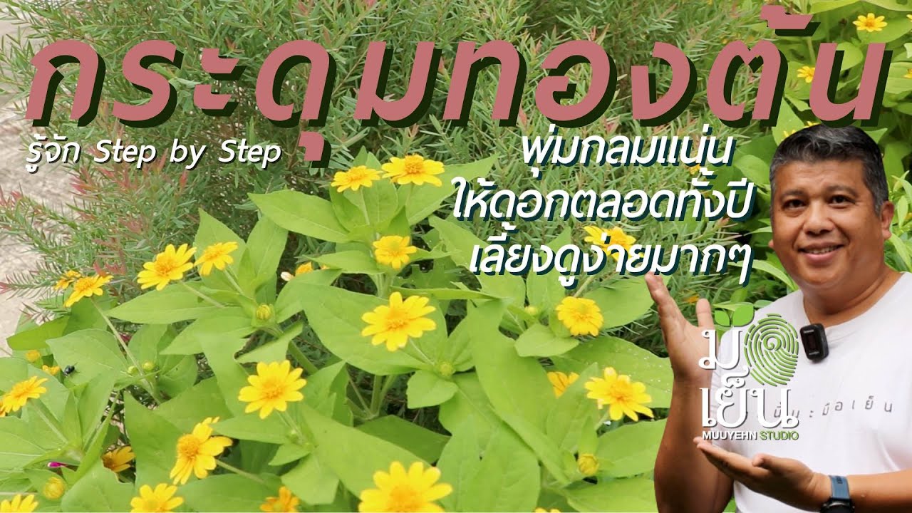 กระดุมทองต้น พุ่มกลมแน่น ให้ดอกตลอดทั้งปี เลี้ยงดูง่ายมากๆ Melampodium divaricatum