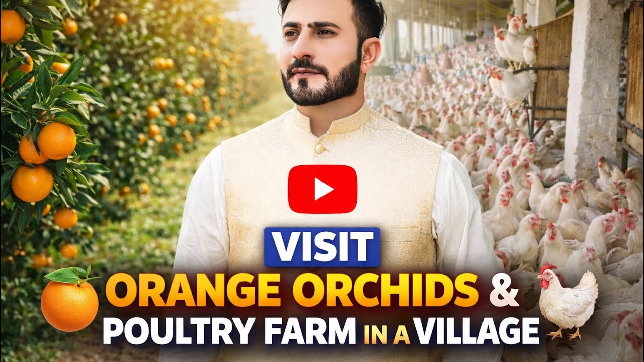 Amazing Village Life Vlog | Fresh Oranges 🍊 & Huge Poultry Farm 🐔 | Salman Zikriya Vlog