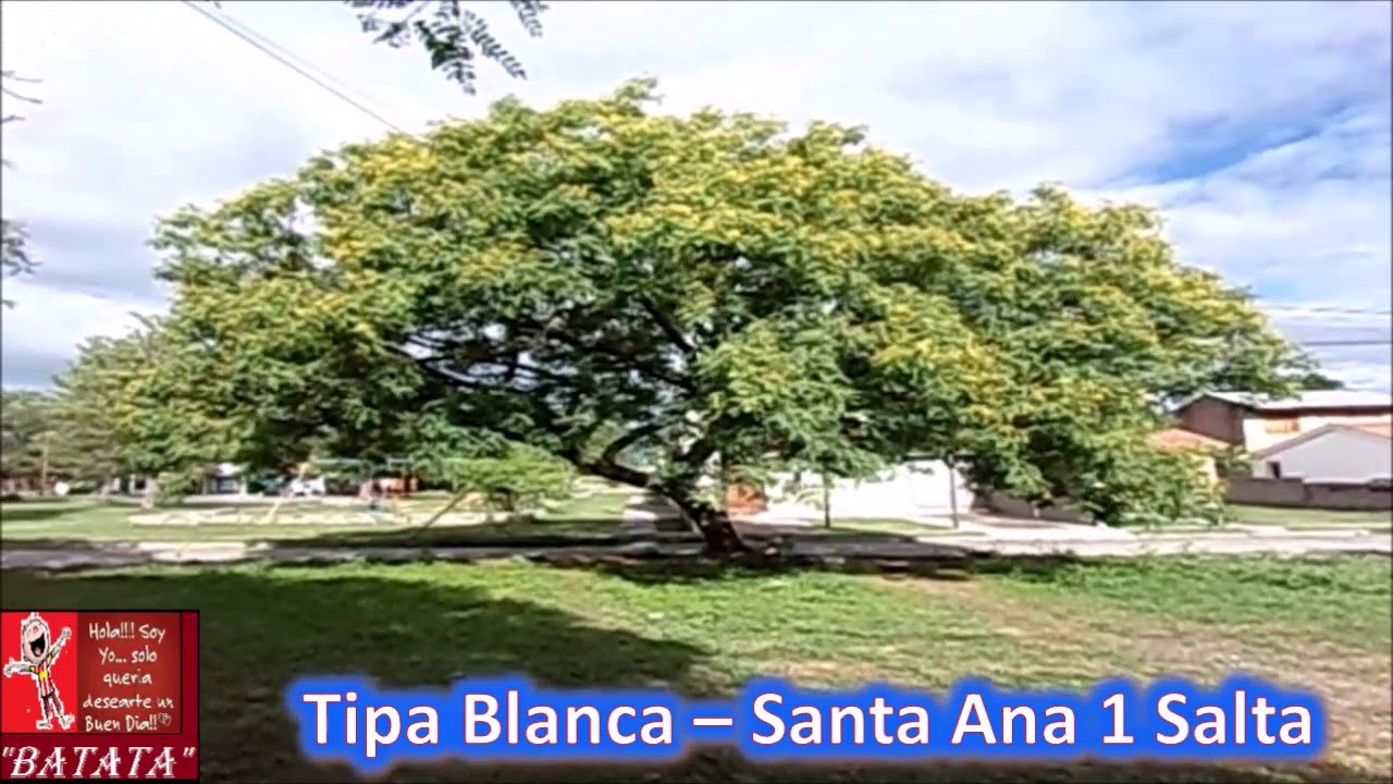 Tipa Blanca - Tipuana tipu