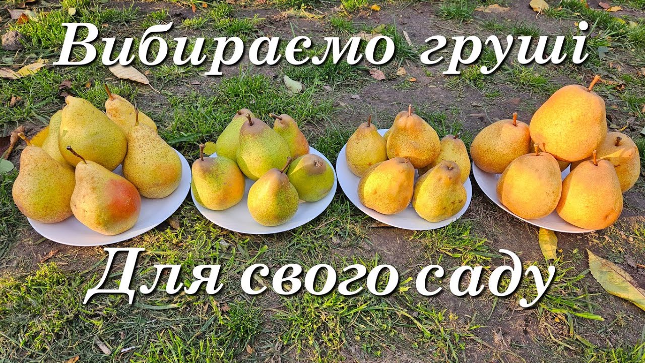 Нові сорти груші і сорта які не потребують реклами.