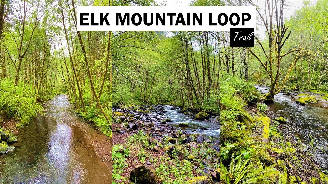 Hiking in Tillamook forest on a rainy day | Elk mountain loop trail