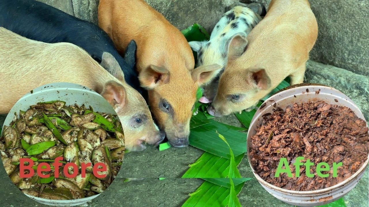 How to ferment green bananas as animal feed. The most effective cost savings in livestock farming
