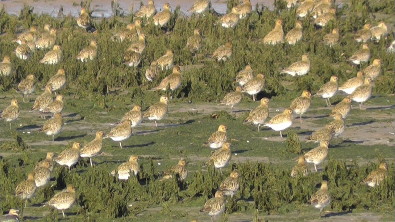 Golden Plover on A Sunny Day on Hayle Estuary - Pluvier dor&eacute;