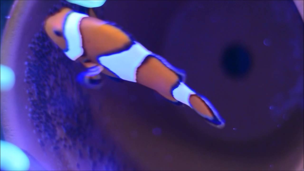 amphiprion ocellaris - błazenek, opieka nad ikrą