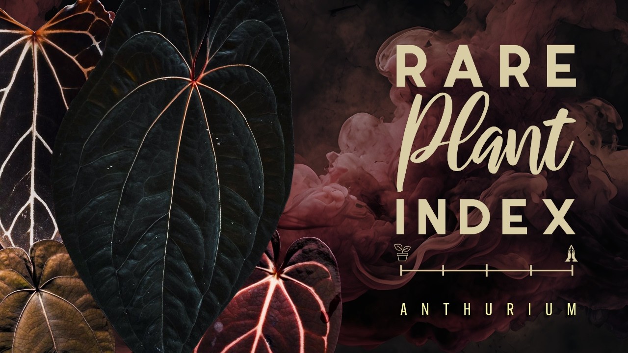 1hour 26 mins of the RAREST ANTHURIUM HOUSEPLANTS! | Rare Plant Index 2025