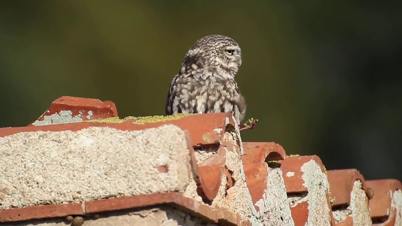Can Mussol (Athene noctua)