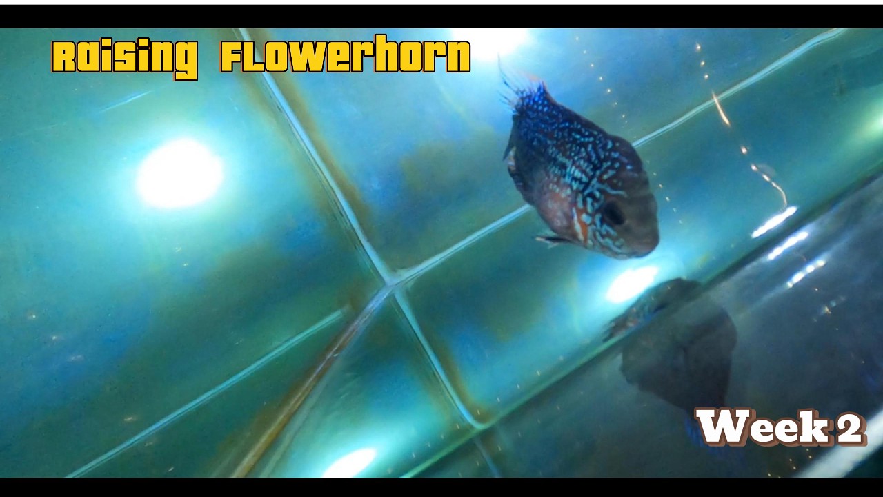 Raising Flowerhorn week 2