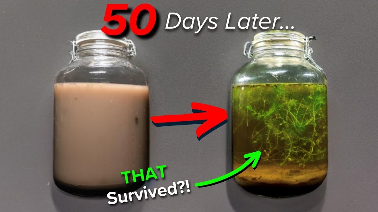 I Opened a Sealed Jar of Lake Water After 50 Days