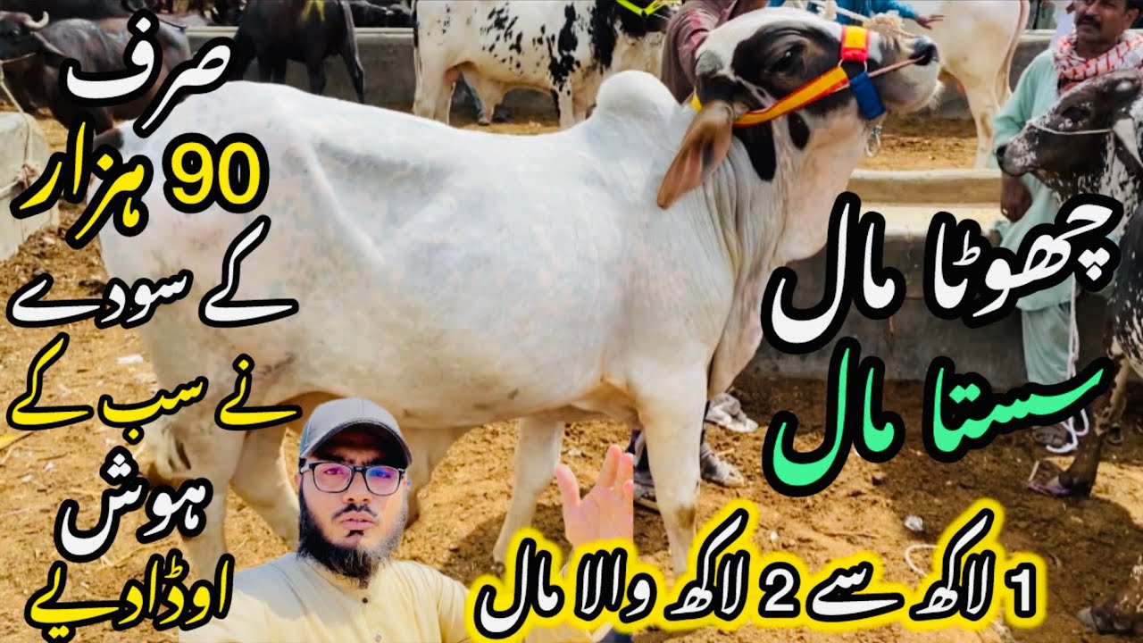 Chota Qurbani ka Maal Sirf 90 Hazar Ma❤️ - Malir Mandi || 5 April 2026 ||Cow Mandi 2026 💫