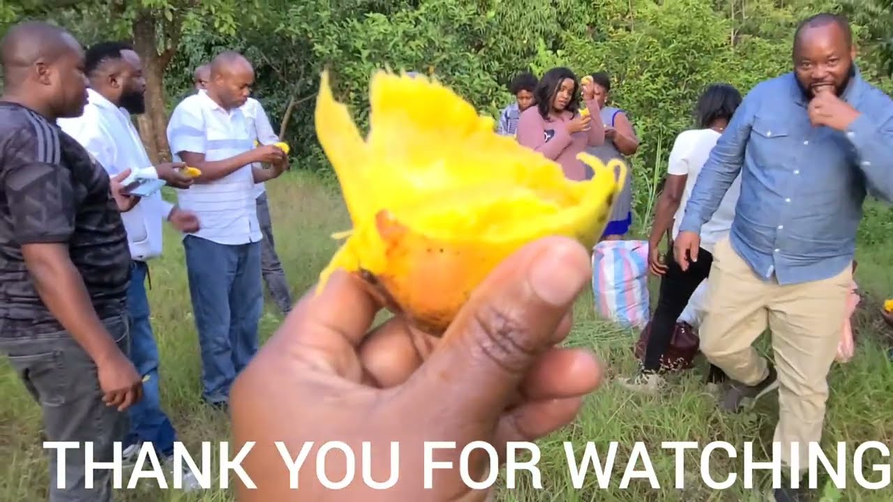 THAT MANGO SEASON IN UKAMBANI#mango harvesting#2024#memories#family
