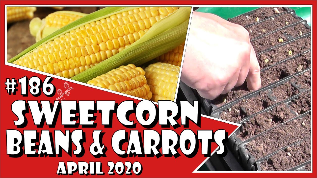 MuddyBootz Allotment #186 - Sowing Sweetcorn, Beans and Main Crop Potatoes - Willow Tree Pruning