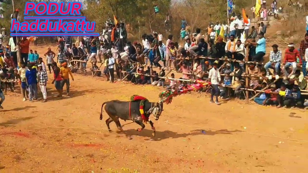 PODUR haddukattu habba BULLS 💥💥