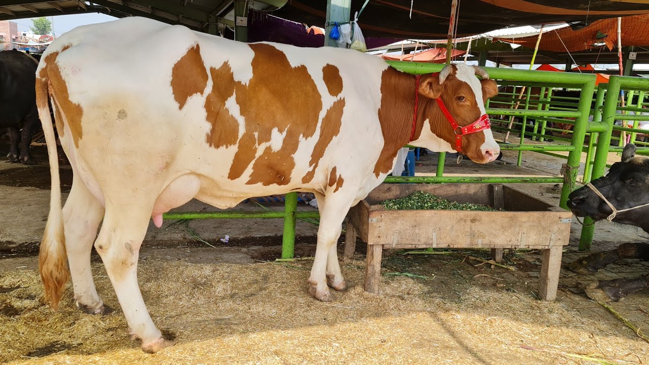 Top Breed Red Friesian Cow Price In Chichawatni Mandi 2022