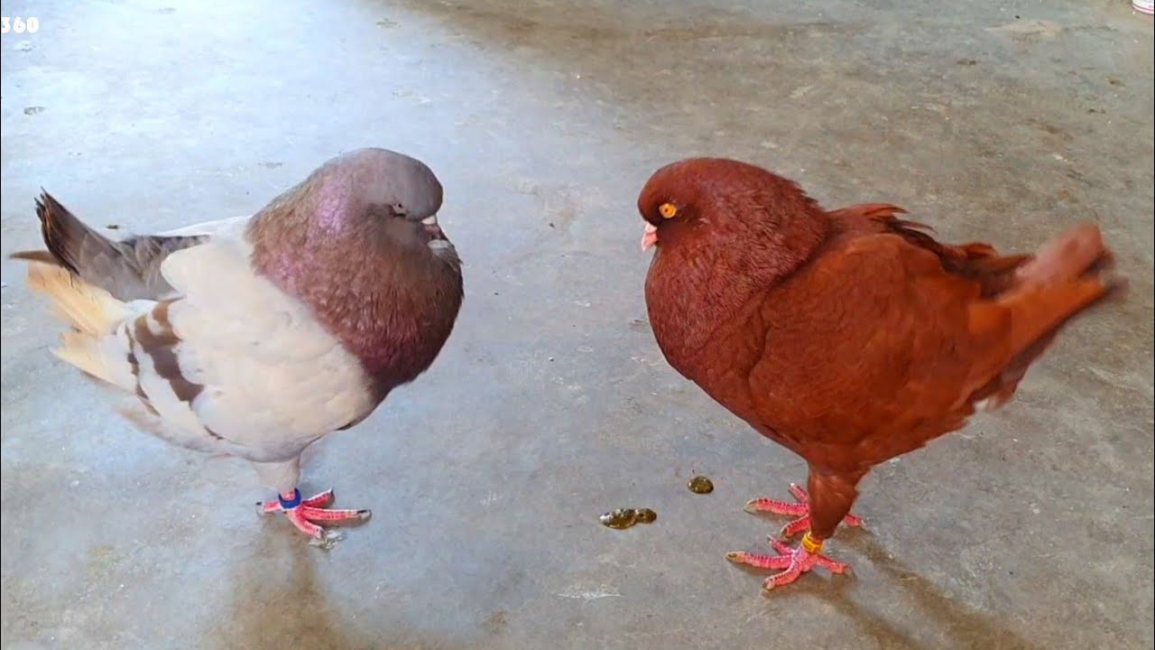 Top 10 Pigeons | BEST and BIGGEST fancy pigeon breed in the WORLD collection