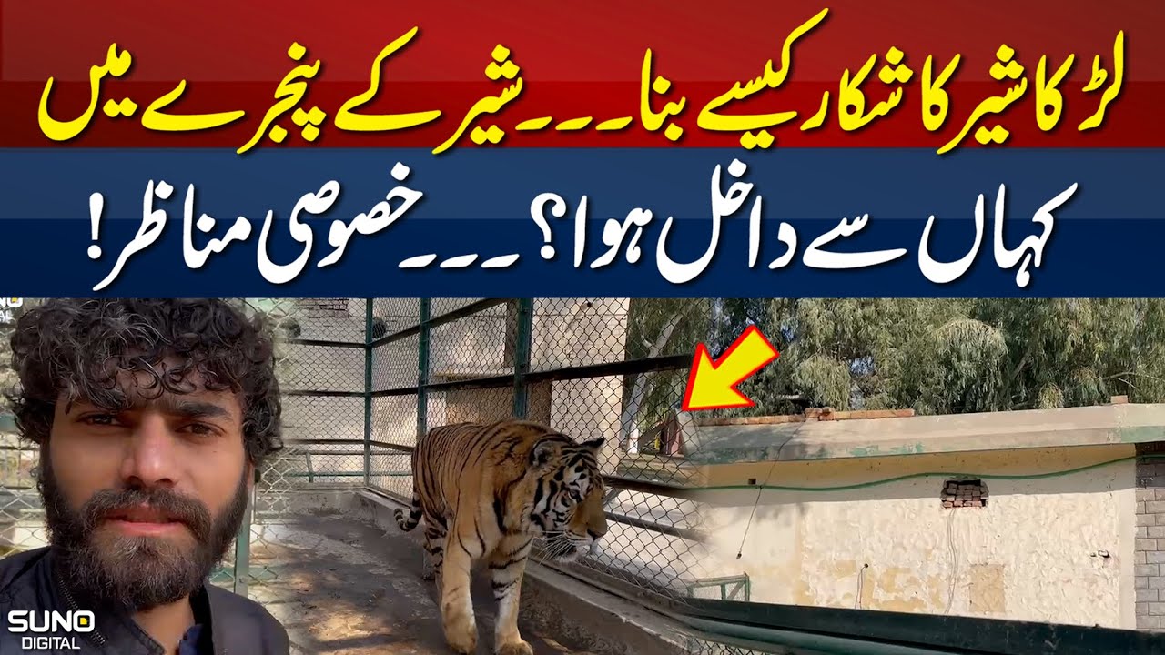 Larka Sher Ke Pass Kaise Pouncha? | Bahawalpur Zoo Incident | Latest Update | Exclusive Video