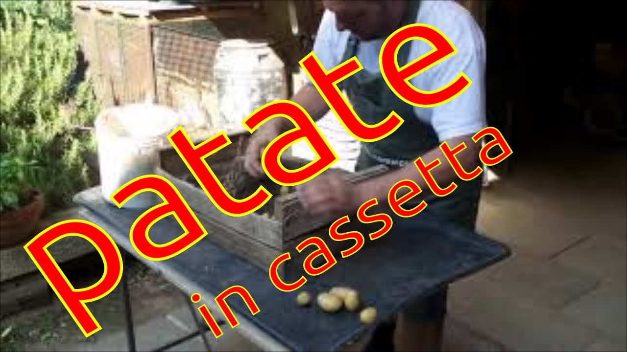 raccogliamo le patate in cassetta