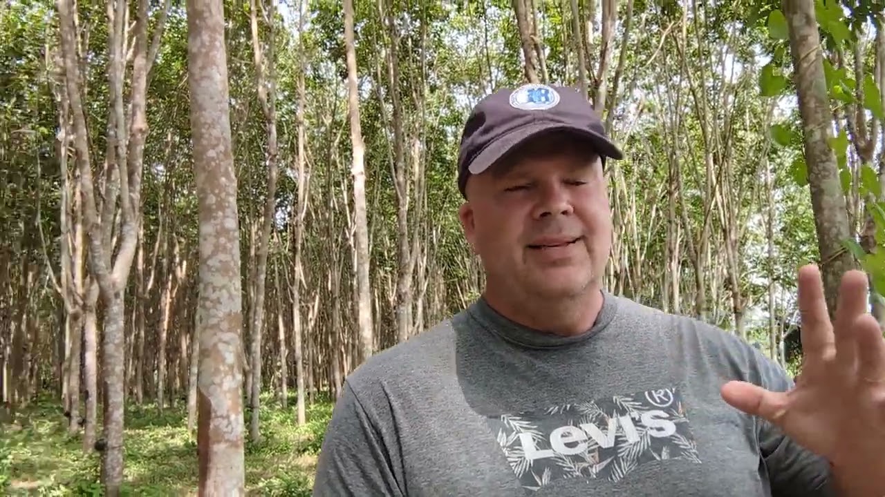 How much can you make yearly from a rubber tree farm  How much can you sell your rubber tree wood