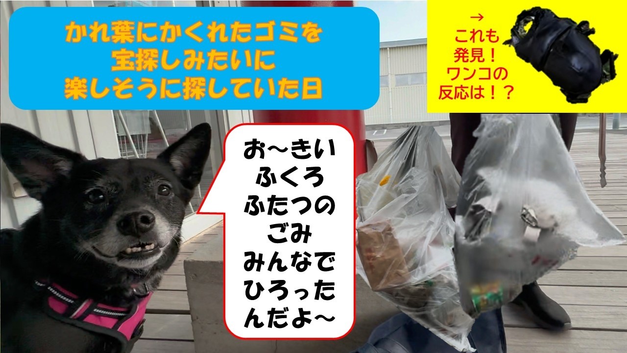※ごめんなさい…再アップしました【ワンワンゴミ拾い】1月那覇　なんだかすごく楽しそうに拾っていた日
