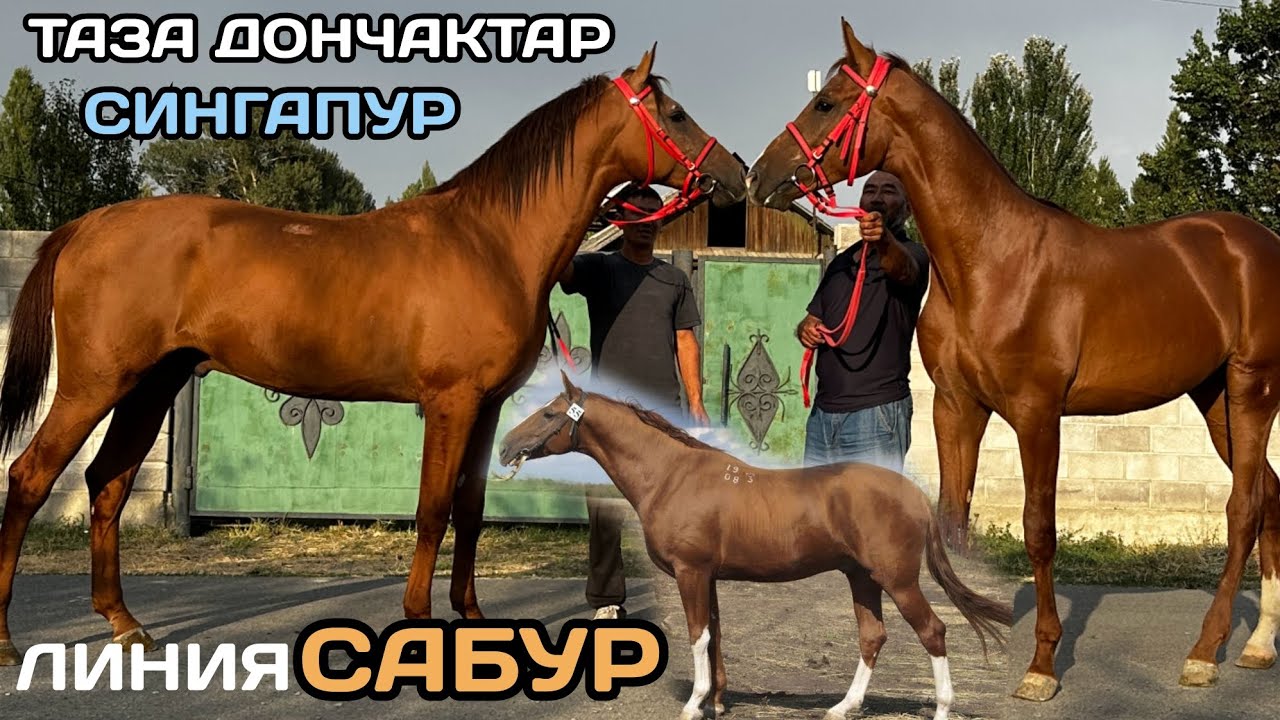 пай пай ДОНЧАКТЫН ТАЗАЛАРЫ ЧЫКТЫ 🔥линия  САБУР ⭐️СИНГАПУР менен Сигал