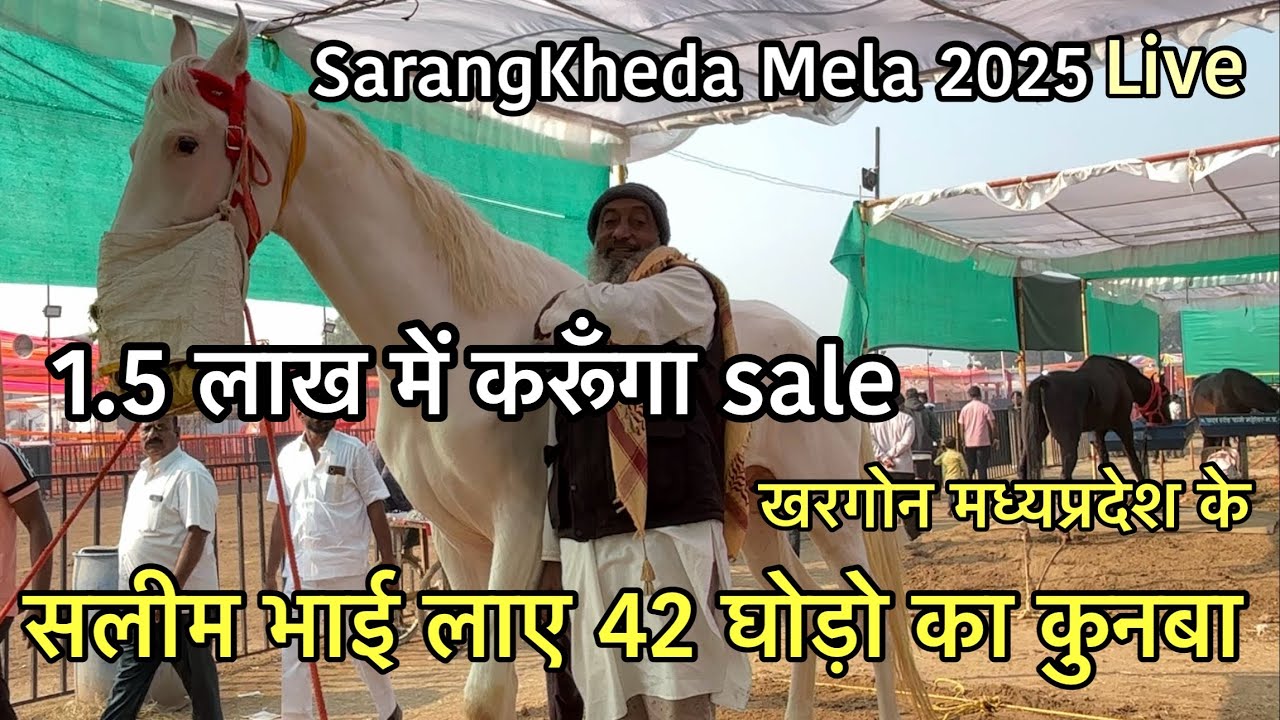 खरगोन मध्यप्रदेश से सलीम भाई लाए 42 घोड़ो का कुनबा | SarangKheda Horse Mela 2025 update 