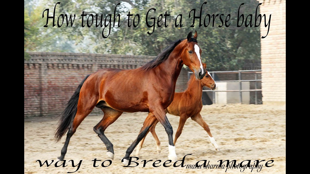 Horse breeding a tough job only lucky people get good results