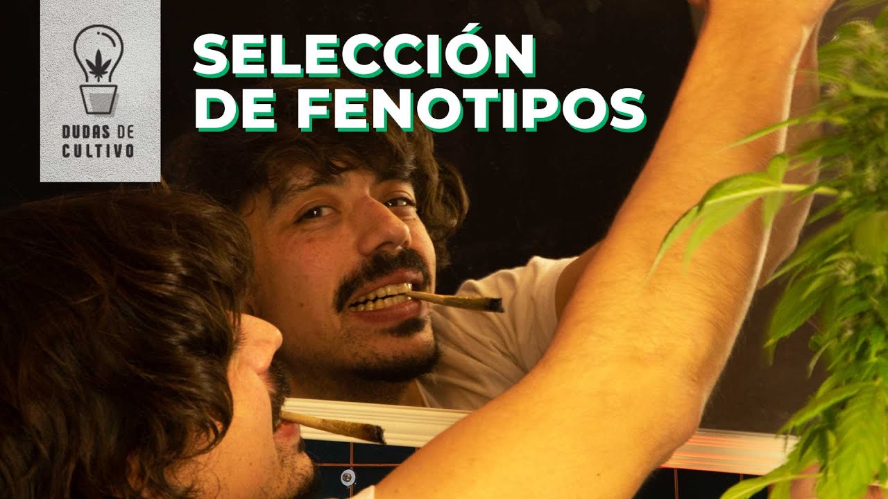 C&Oacute;MO SELECCIONAR FENOTIPOS