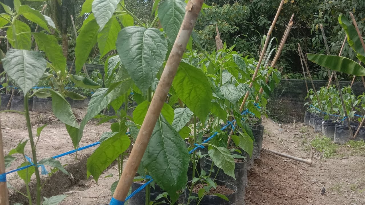 Inilah Kerugian Menanam Cabe Dalam Polybag