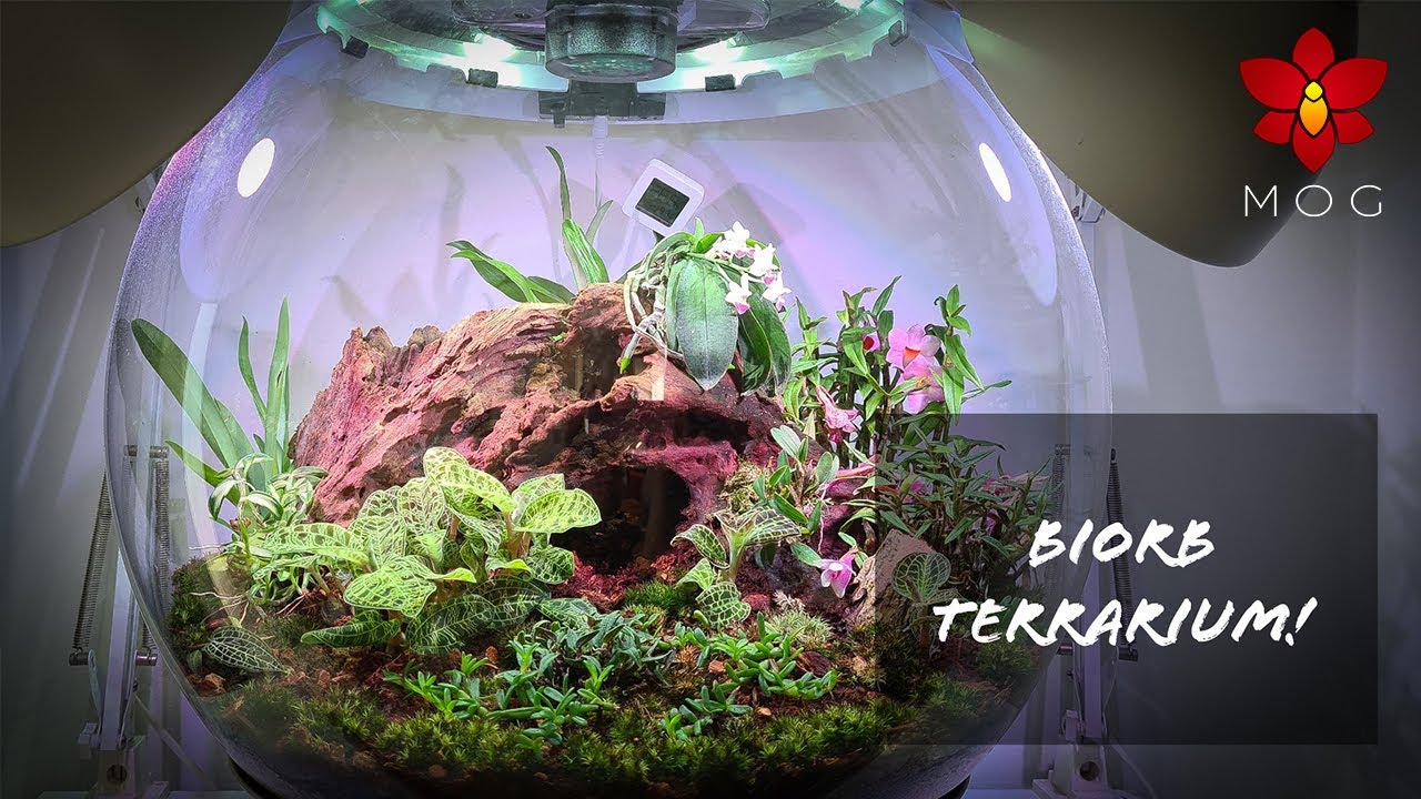 Scaping a Biorb Air Automatic Terrarium with Orchids!